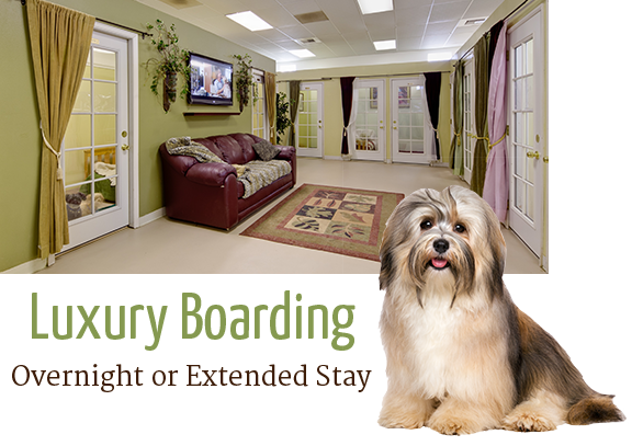 Dog boarding Kennels Indio, CA | Pet Resort Indio, CA - The Grand Paw