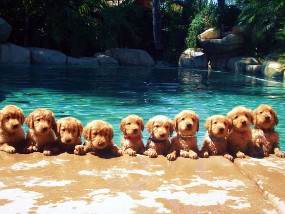 Dog Pool Safety