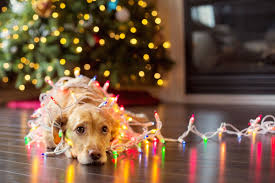 10 Safety Tips for Pets During the Holidays