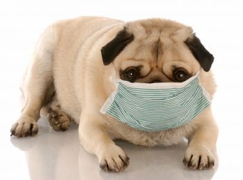 What you should know about Canine Cough…