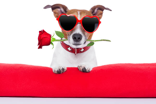 Valentine’s Day with your Dog