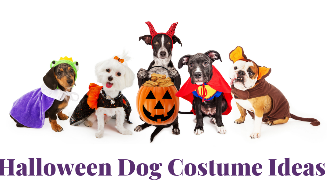 Halloween Dog Costumes