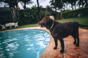 dog by the pool resort
