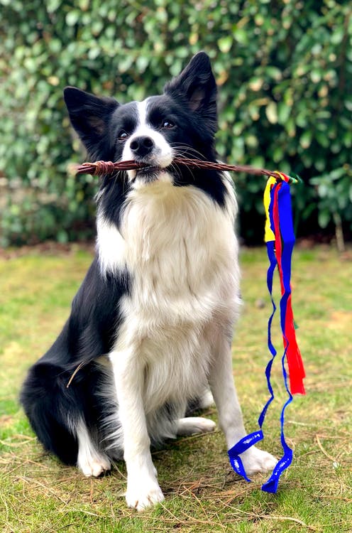 dog holding a stick with colorful ribbons tied to it