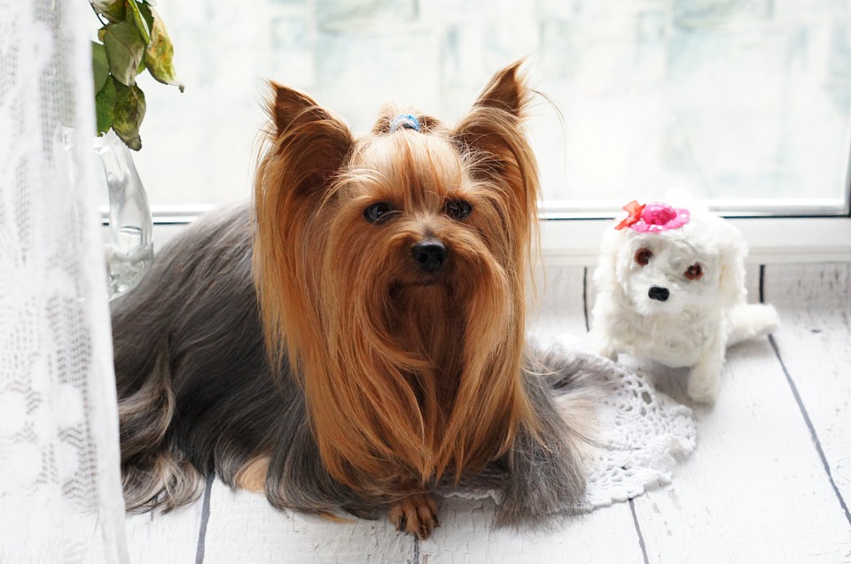 Dog Grooming 101: 3 Tips on Keeping Your Dog Looking Fresh and Clean