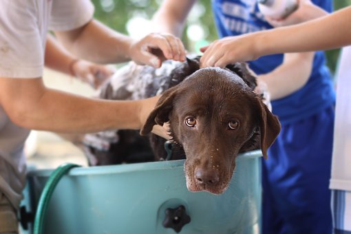 washing dog in tub