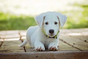 white puppy sitting