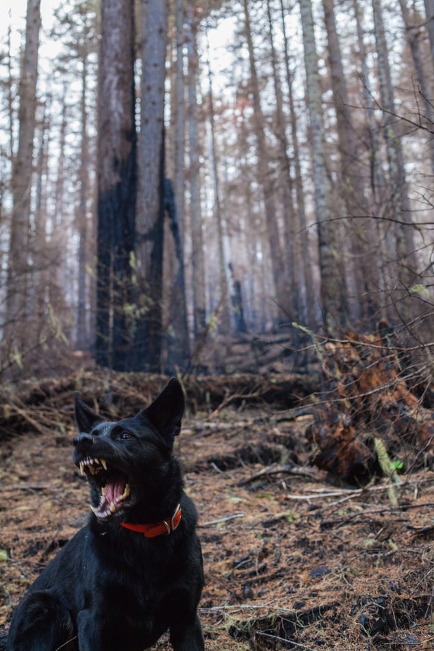 dog barking in the woods