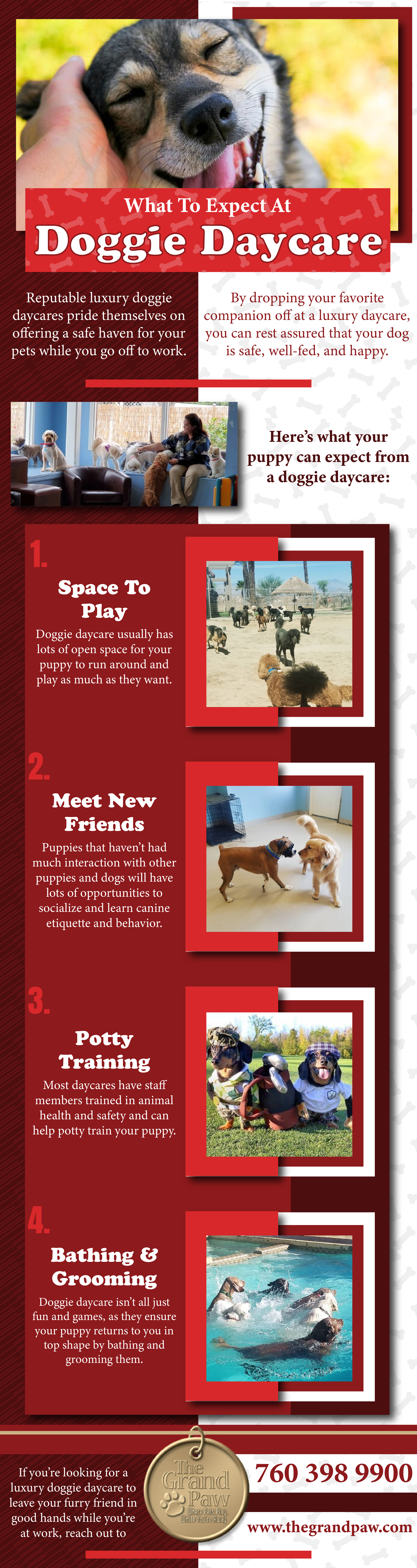 what to expect a ta doggie day care