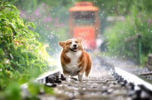 Corgi dog walking happily in the rain.