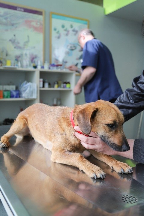 Veterinarian examining dog at Clinic. 