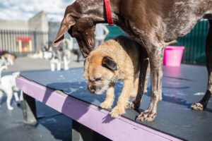 Dark brown greyhound with a golden retriever puppy