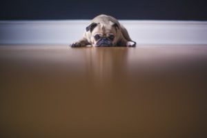 A sad dog who needs pet care