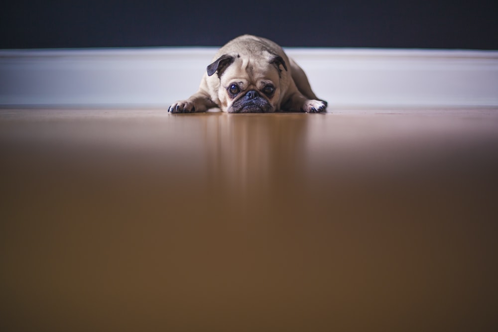 Is Your Dog Feeling Lonely? 3 Signs to Look Out For