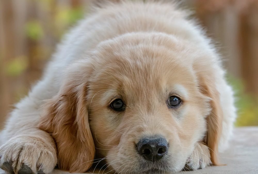 How to Prevent Quarantine Puppy Syndrome?