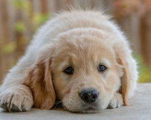 A puppy sad due to quarantine boredom & isolation