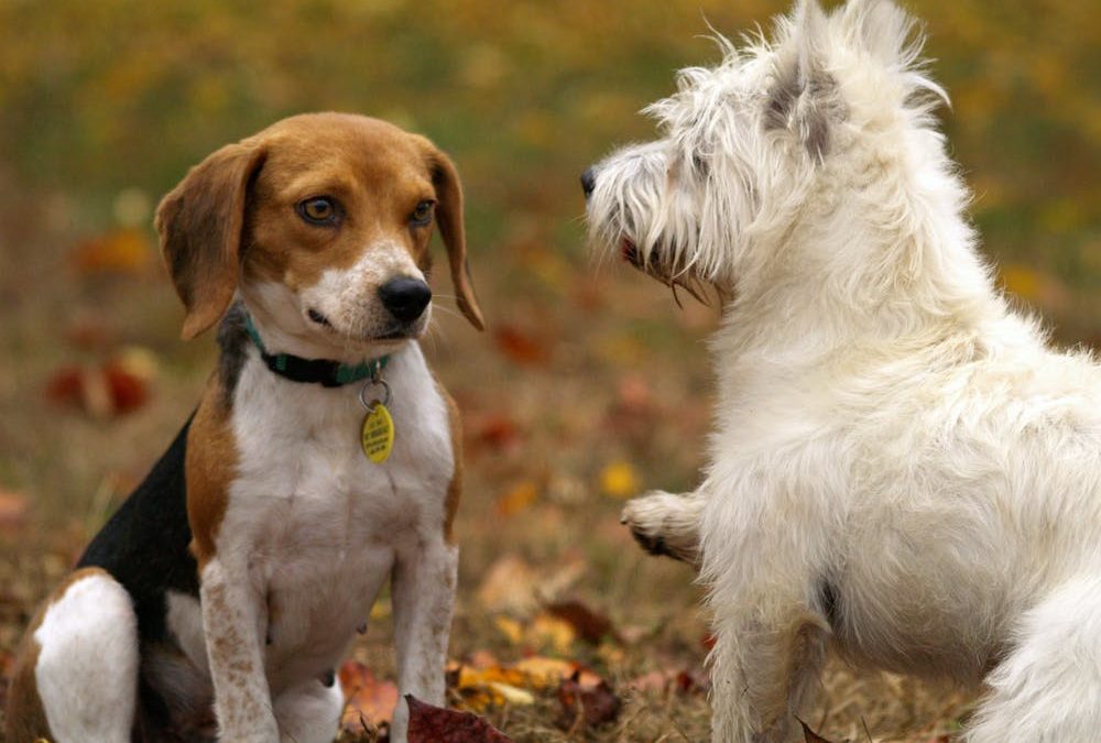 4 Ways Your Dog Will Benefit from Their Stay at Doggie Daycare