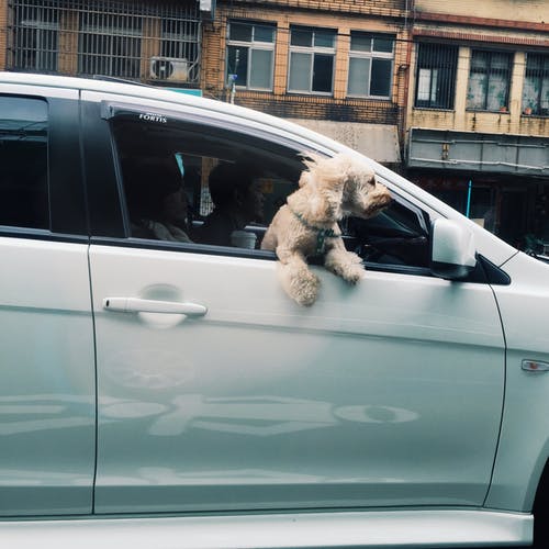 A dog leaning dangerously out of the car window and enjoying the breeze.