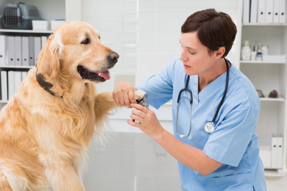 A vet nurse trimming a dog’s nails.