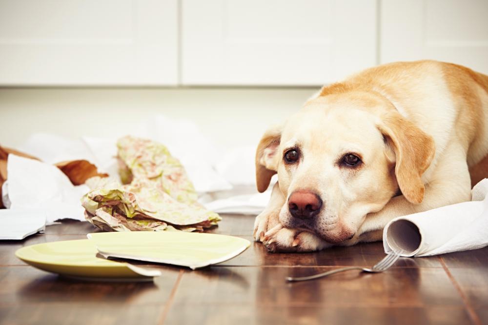 Separation Anxiety in Dogs—Everything You Need To Know