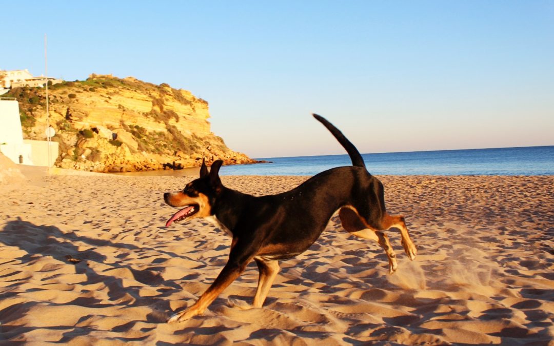 3 Activities That Your Dog Will Love