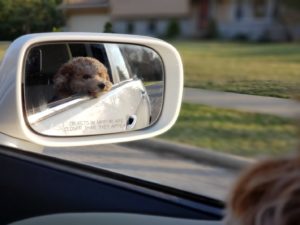 A dog enjoying a calm car ride.