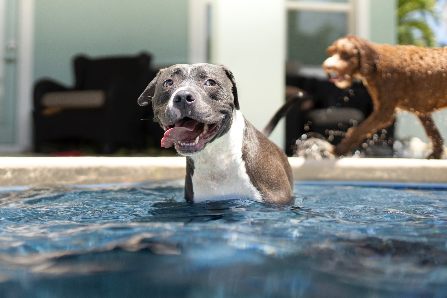 A dog enjoying in a daycare pool.