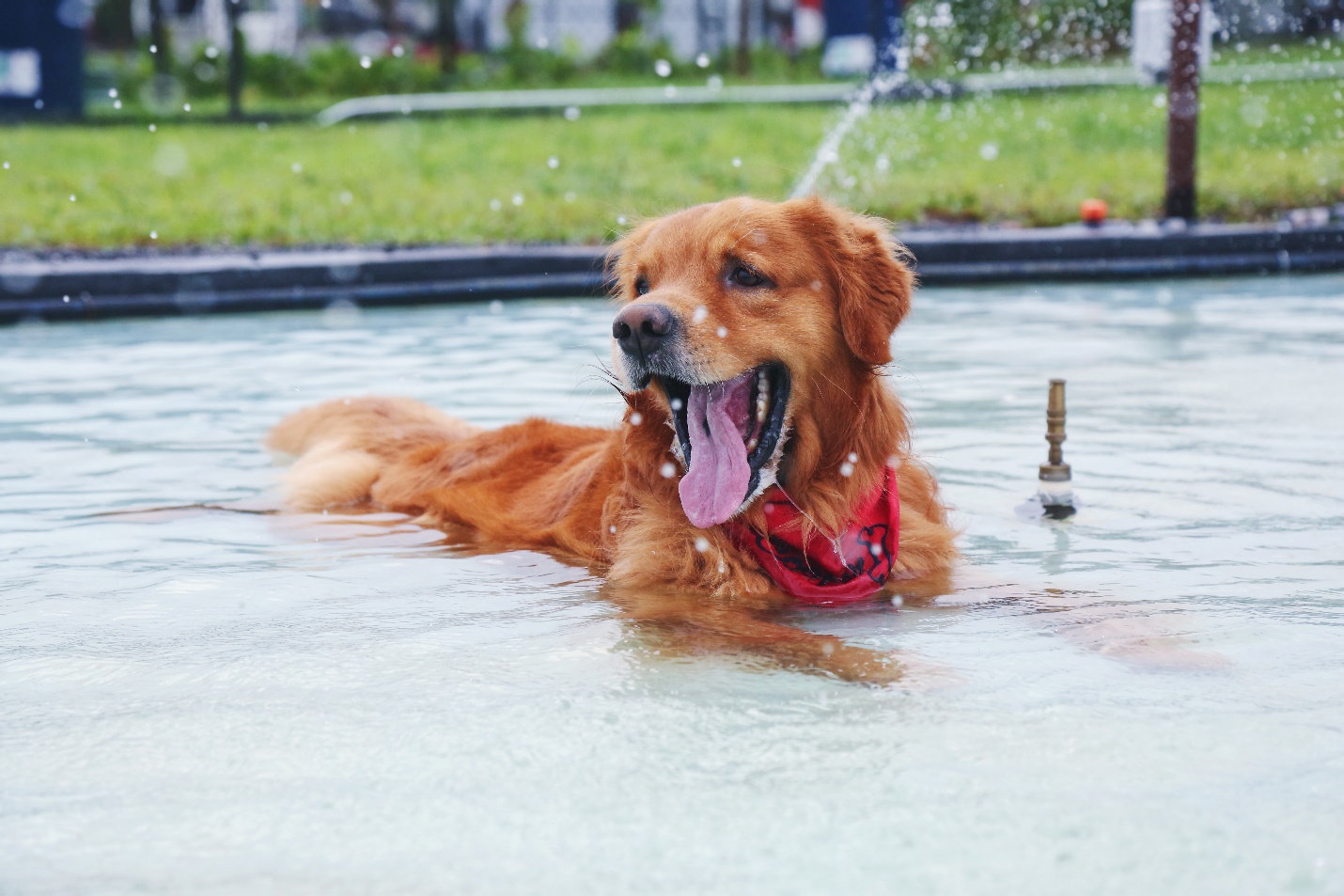 A dog enjoying splashing in a pool. 