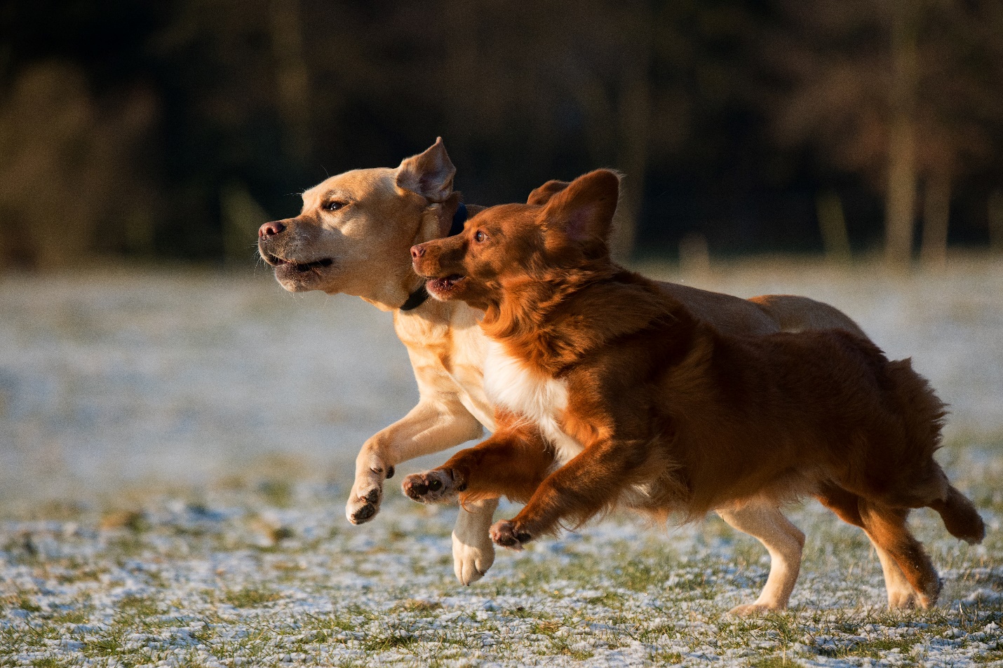 Two dogs playing in a park.