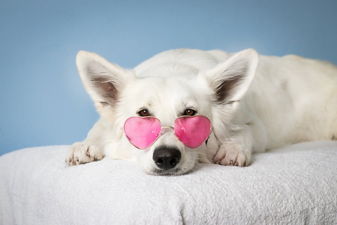 A medium short-coated white dog lying down with pink shades