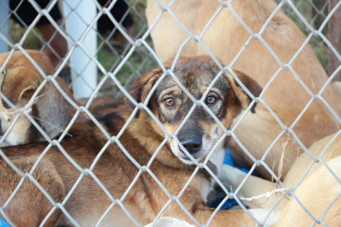 A short-coated tan dog sitting inside a kennel