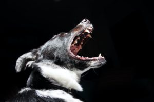 A dog howling