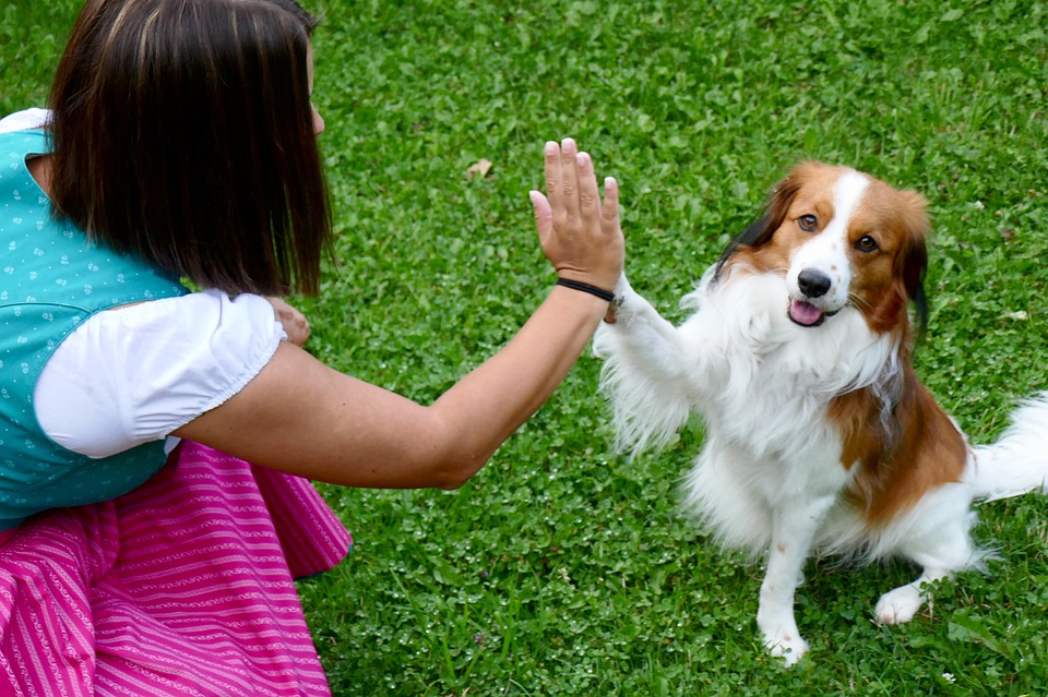 dog-shaking-paw-the-grand-paw