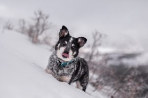 A small dog outdoors in the snow
