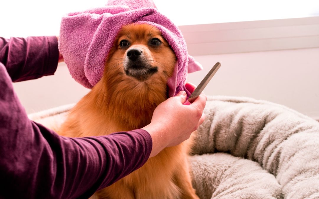 3 Ways to Pamper Your Fur Baby
