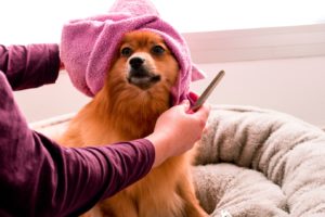 A dog getting groomed at a pet grooming center