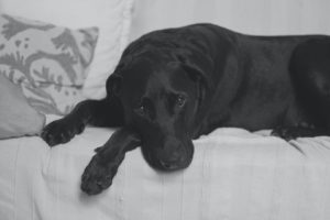 A black dog lying on a sofa looking sad