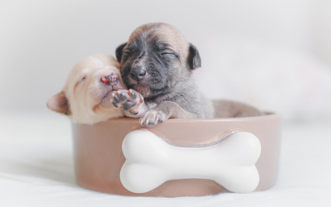 Tips for A Smooth First Week with Your Puppy