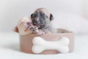 Two tiny newborn puppies in a bowl