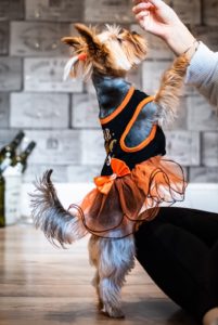A small terrier dressed in a cute outfit standing on its hind legs