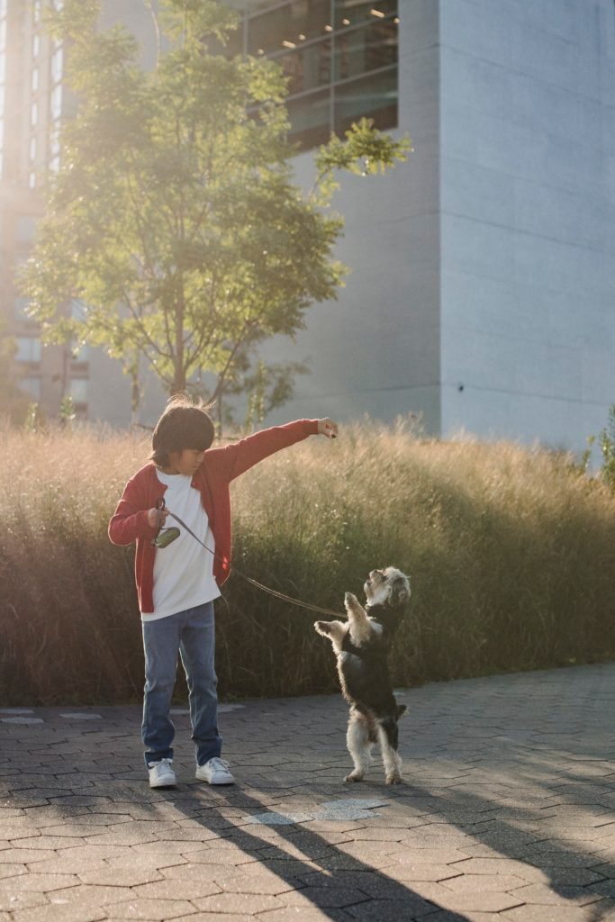 Child in a red jacket training a dog to stand