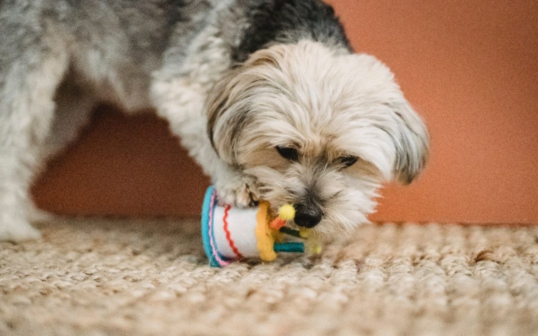 4 Brain Games to Play With Your Furry Friend