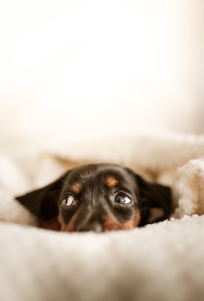 A scared black and brown puppy in a white blanket