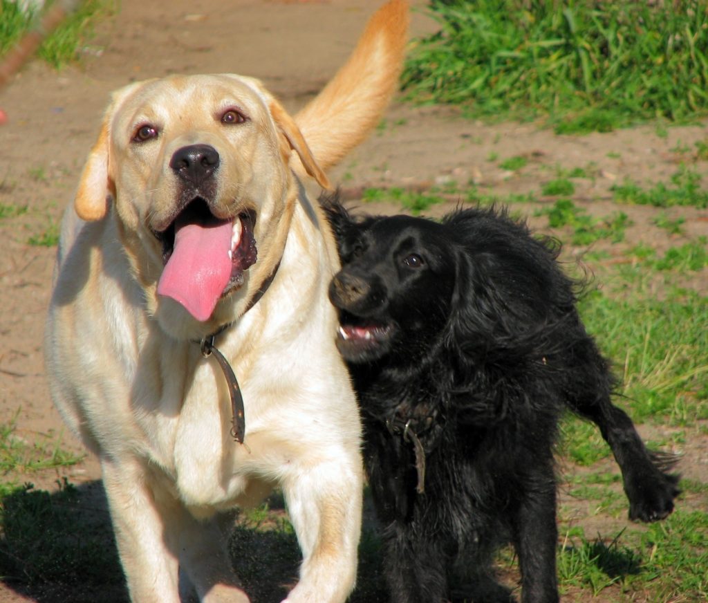A brown and a black dog playing with each other