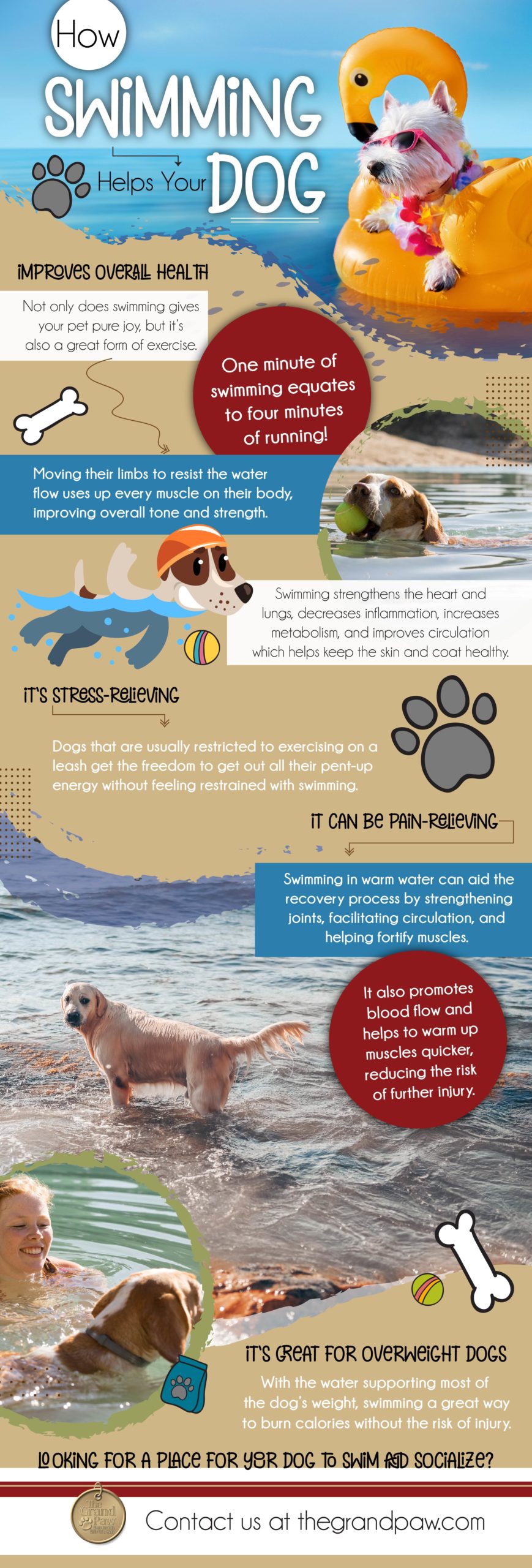 how swimming helps your dog
