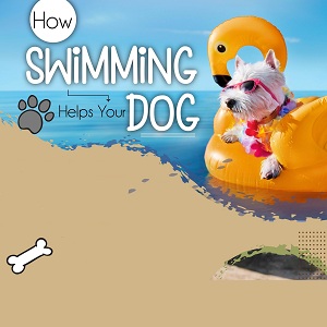 How Swimming Helps Your Dog