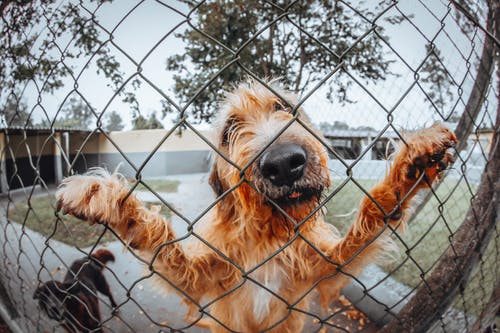 Dog climbing a fence