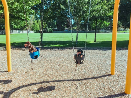 Dogs on the swing in a park