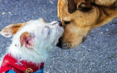 4 Signs Your Furry Friend Is Craving Social Interaction with Other Dogs
