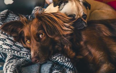 3 Reasons Why Your Dog Hasn’t Been as Lively and Energetic Lately